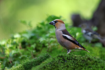 BUITEN BEELD Foto: 451519