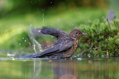 BUITEN BEELD Foto: 451525