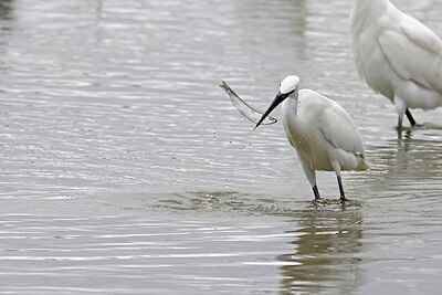 BUITEN BEELD Foto: 451528