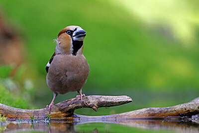 BUITEN BEELD Foto: 451530