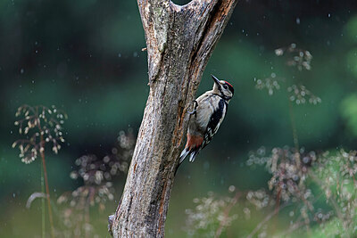 BUITEN BEELD Foto: 451533