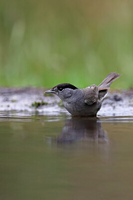 BUITEN BEELD Foto: 451537