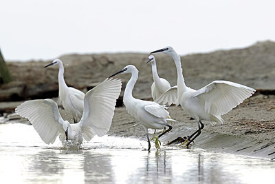 BUITEN BEELD Foto: 451538
