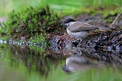 BUITEN BEELD Foto: 451541