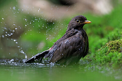 BUITEN BEELD Foto: 451545