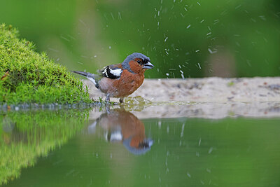 BUITEN BEELD Foto: 451548