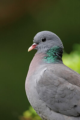 BUITEN BEELD Foto: 451554