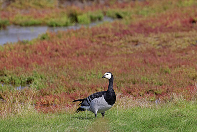 BUITEN BEELD Foto: 451556