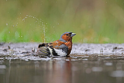 BUITEN BEELD Foto: 451558