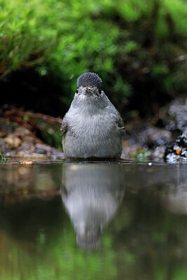 BUITEN BEELD Foto: 451561