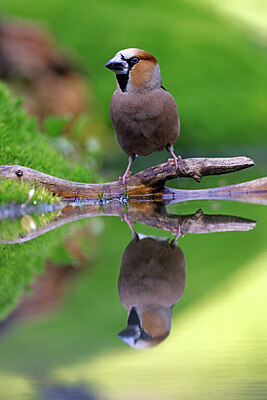 BUITEN BEELD Foto: 451562