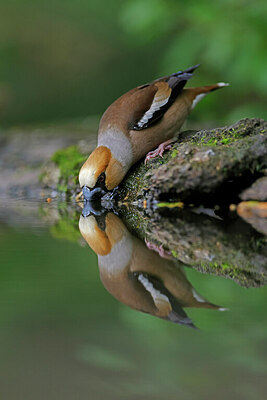 BUITEN BEELD Foto: 451563