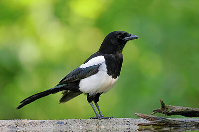 BUITEN BEELD Foto: 451564