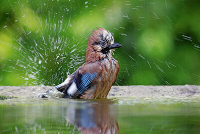 BUITEN BEELD Foto: 451565