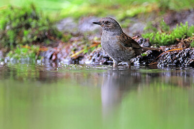 BUITEN BEELD Foto: 451568