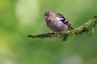BUITEN BEELD Foto: 451571