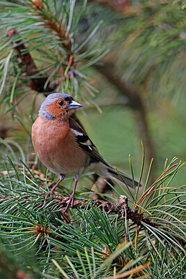 BUITEN BEELD Foto: 451572