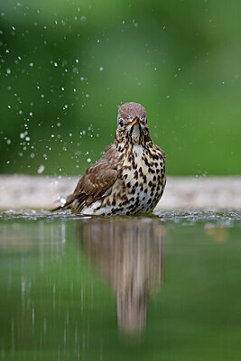 BUITEN BEELD Foto: 451573
