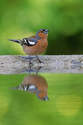 BUITEN BEELD Foto: 451576