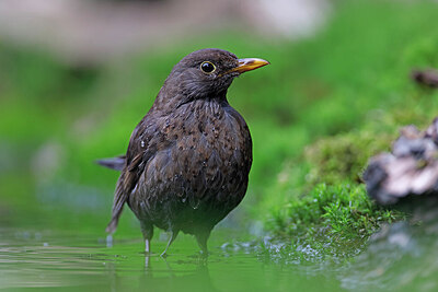 BUITEN BEELD Foto: 451589