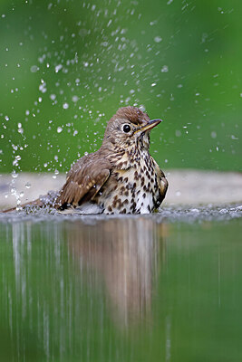 BUITEN BEELD Foto: 451592