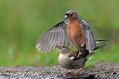 BUITEN BEELD Foto: 451598