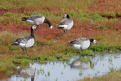 BUITEN BEELD Foto: 451600
