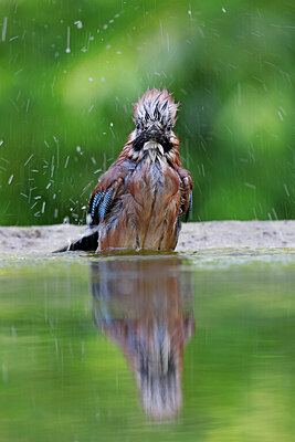 BUITEN BEELD Foto: 451601