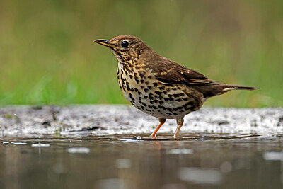 BUITEN BEELD Foto: 451602