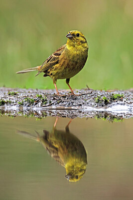 BUITEN BEELD Foto: 451603