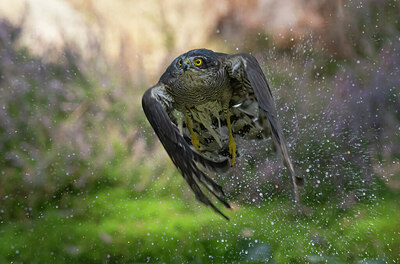 BUITEN BEELD Foto: 451610