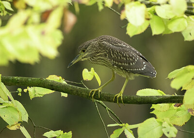 BUITEN BEELD Foto: 451611