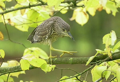 BUITEN BEELD Foto: 451612