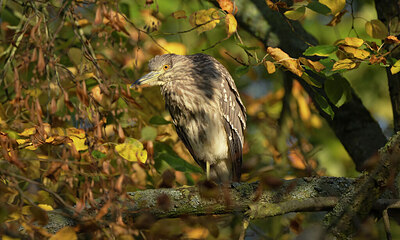 BUITEN BEELD Foto: 451615