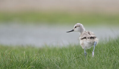 BUITEN BEELD Foto: 451616