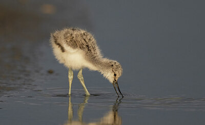 BUITEN BEELD Foto: 451617