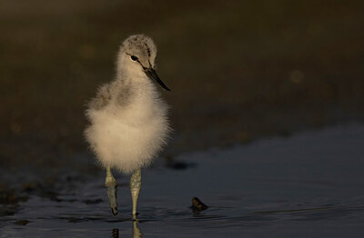 BUITEN BEELD Foto: 451618