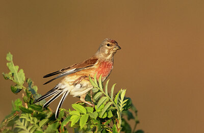 BUITEN BEELD Foto: 451620