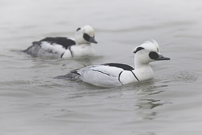 BUITEN BEELD Foto: 451639