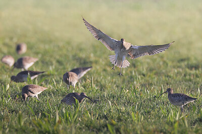 BUITEN BEELD Foto: 451643