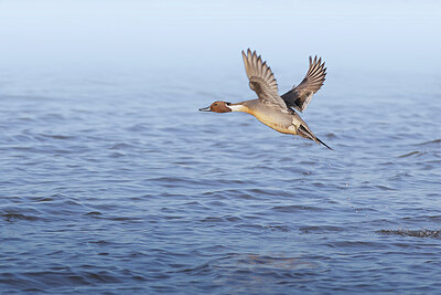 BUITEN BEELD Foto: 451644