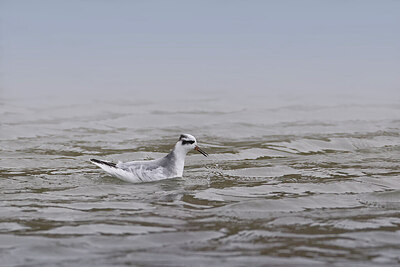 BUITEN BEELD Foto: 451650