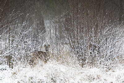 BUITEN BEELD Foto: 451661