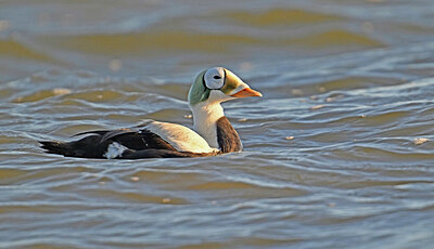BUITEN BEELD Foto: 451665