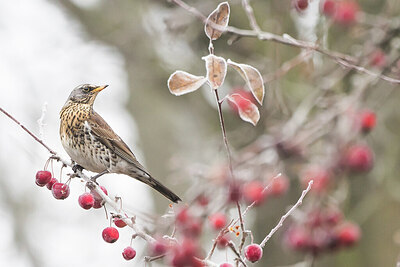 BUITEN BEELD Foto: 451682