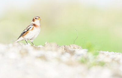 BUITEN BEELD Foto: 451683