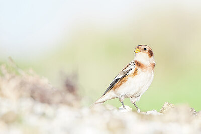 BUITEN BEELD Foto: 451684
