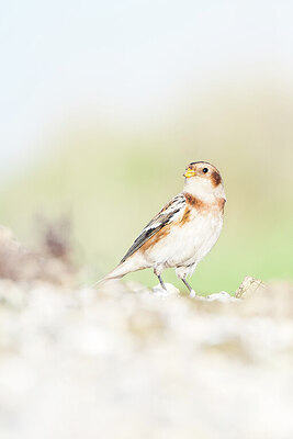 BUITEN BEELD Foto: 451685