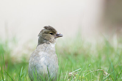 BUITEN BEELD Foto: 451688