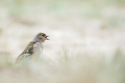 BUITEN BEELD Foto: 451689